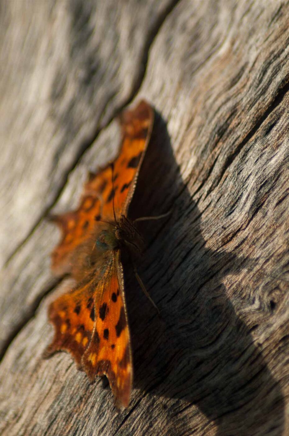 2017-03-16 - NSG Brandheide Recklinghausen