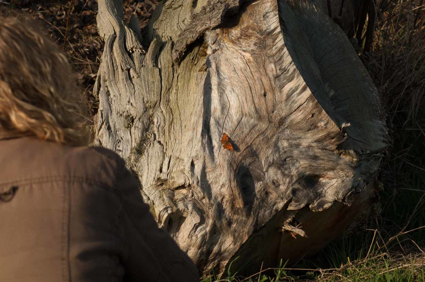 2017-03-16 - NSG Brandheide Recklinghausen