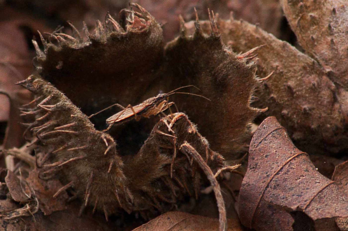 2017-03-22 - NSG Brandheide Recklinghausen