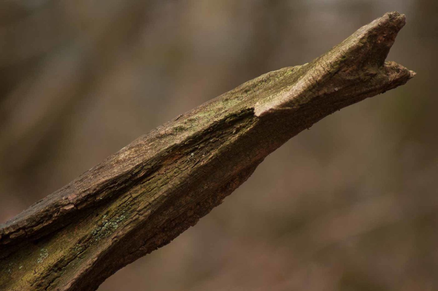 2017-03-22 - NSG Brandheide Recklinghausen