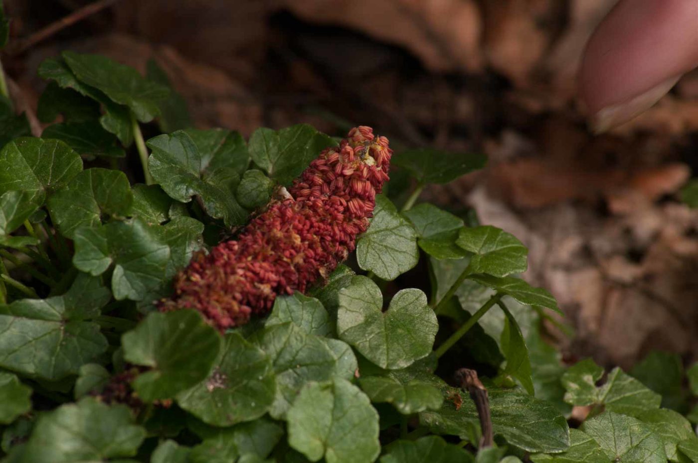 2017-03-22 - NSG Brandheide Recklinghausen