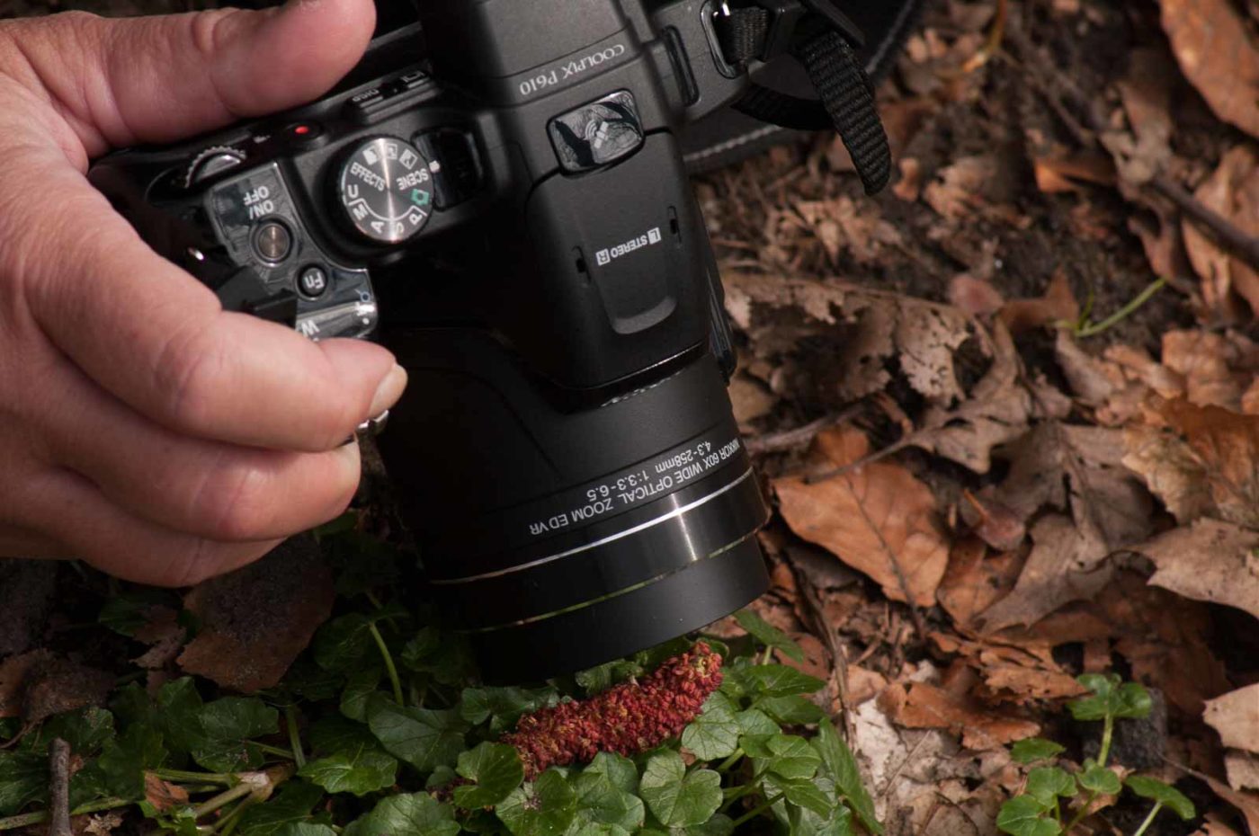 2017-03-22 - NSG Brandheide Recklinghausen