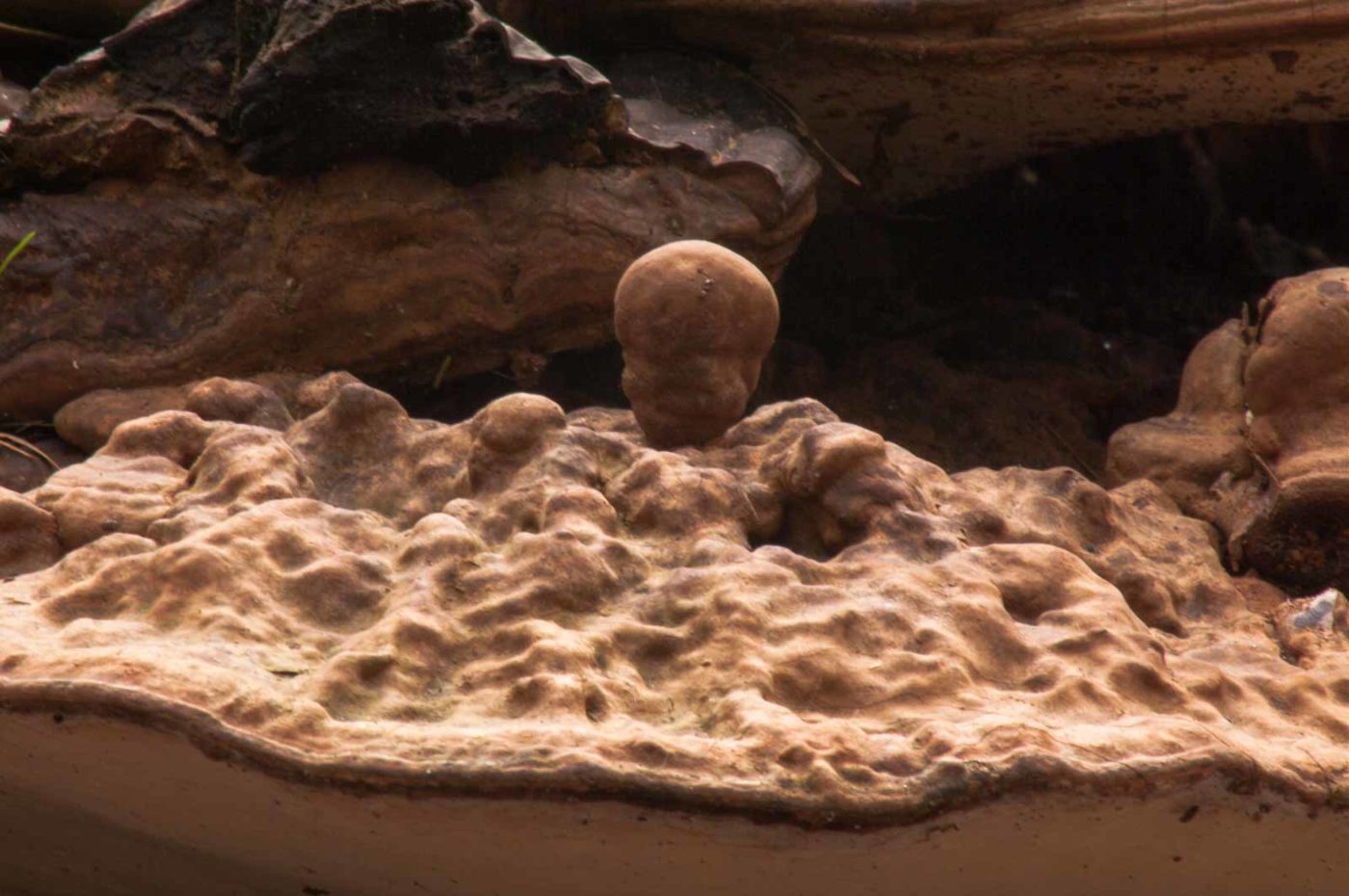 2017-03-22 - NSG Brandheide Recklinghausen