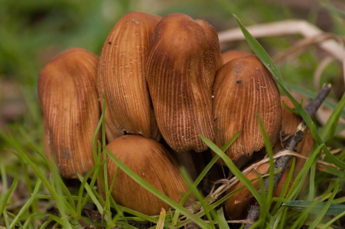 2017-03-22 - NSG Brandheide Recklinghausen