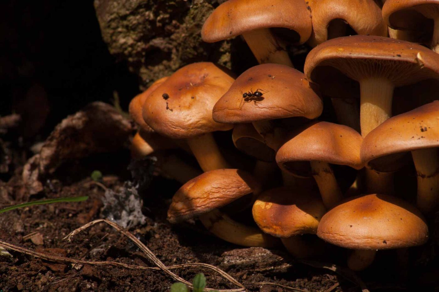 2017-03-25 - NSG Brandheide Recklinghausen