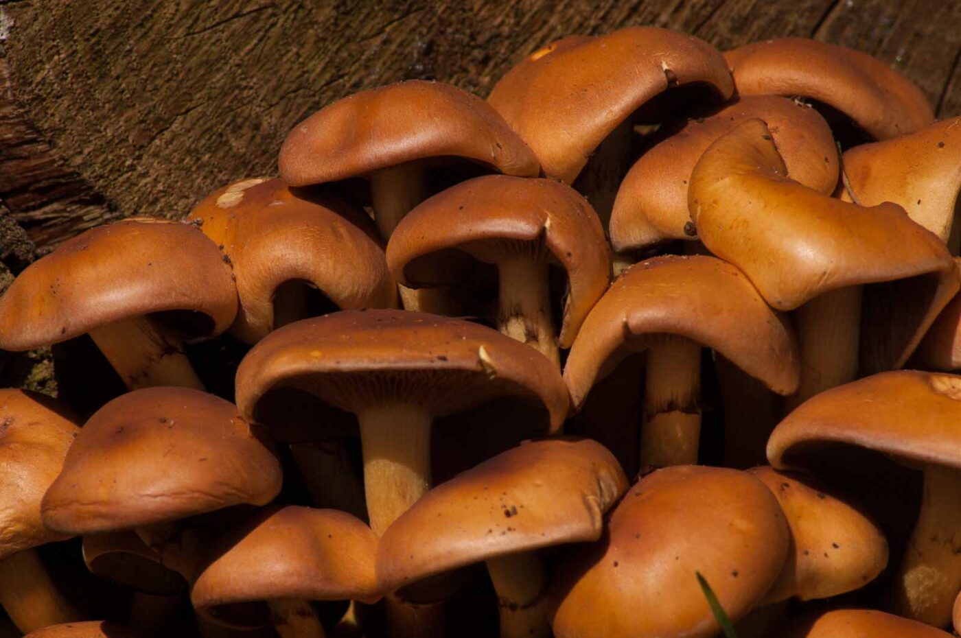 2017-03-25 - NSG Brandheide Recklinghausen