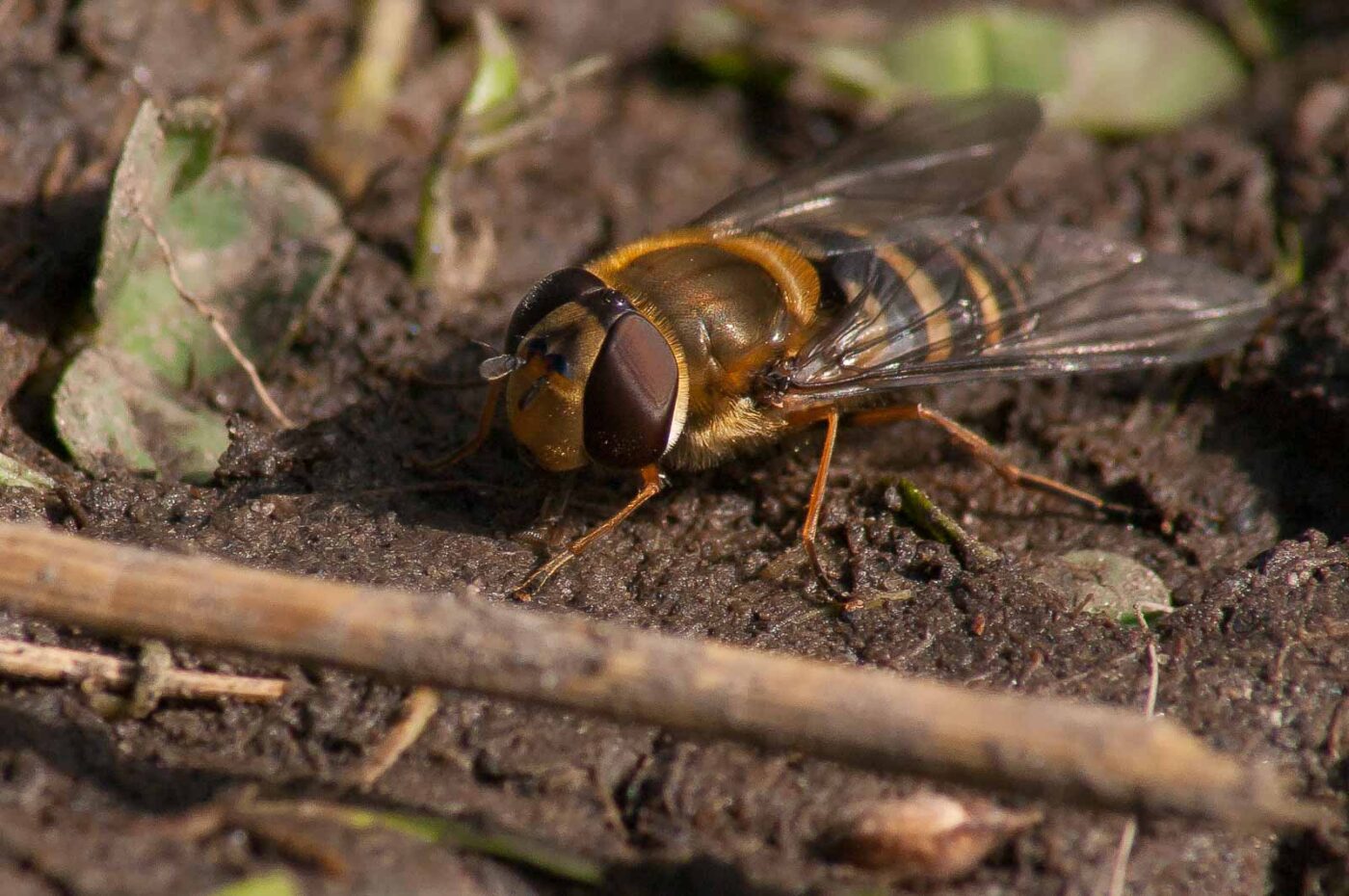 2017-03-25 - NSG Brandheide Recklinghausen