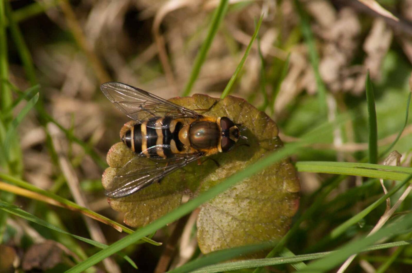 2017-03-25 - NSG Brandheide Recklinghausen