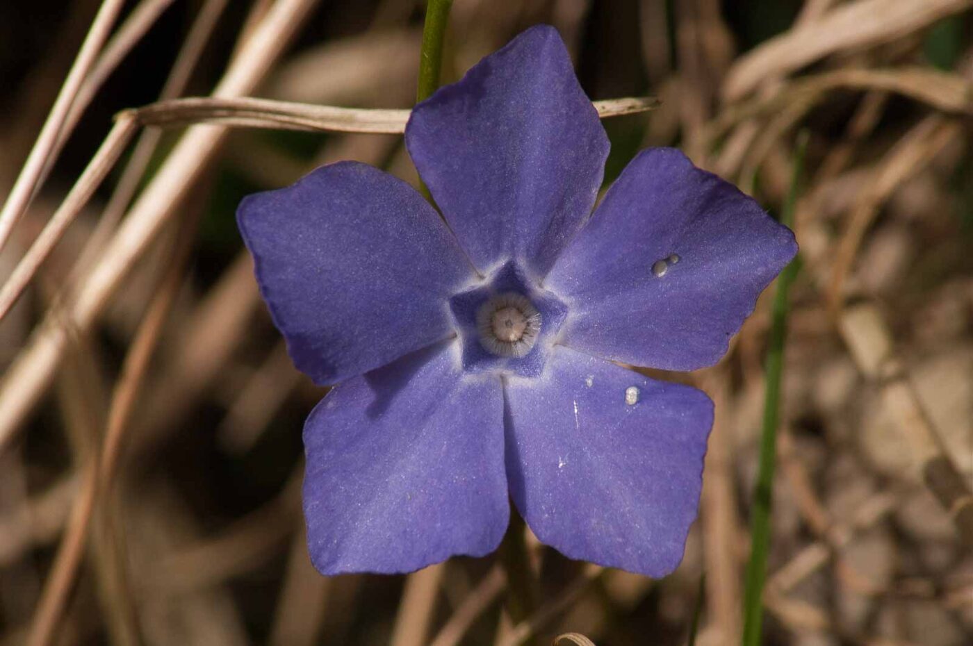 2017-03-25 - NSG Brandheide Recklinghausen