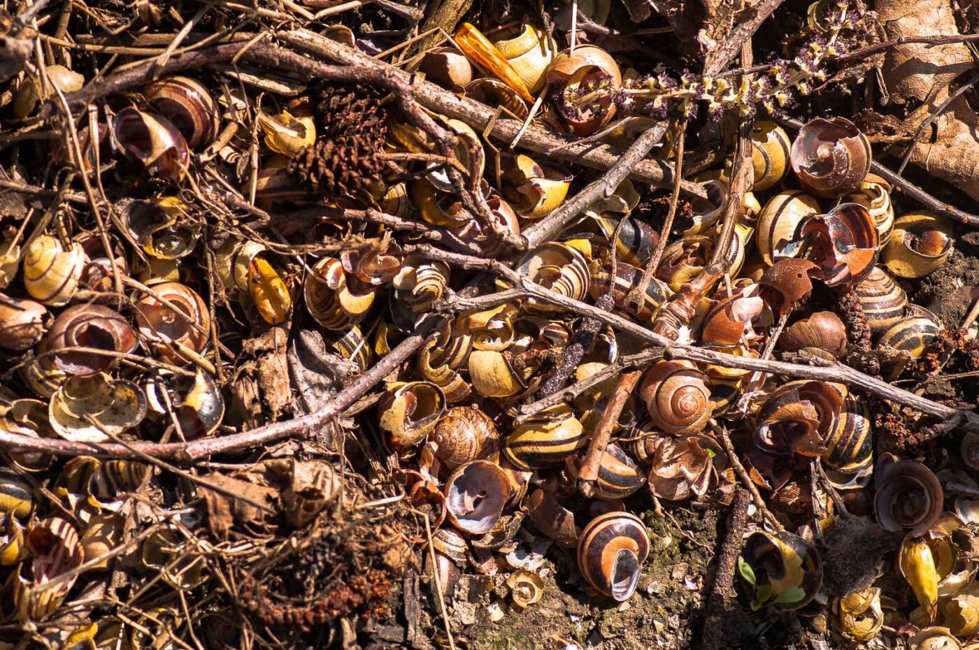 2017-03-25 - NSG Brandheide Recklinghausen