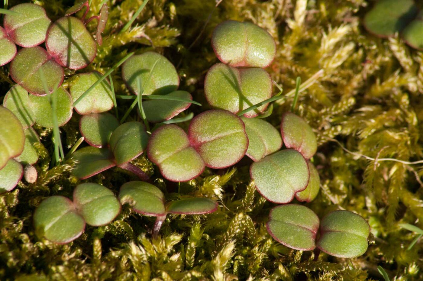 2017-03-25 - NSG Brandheide Recklinghausen