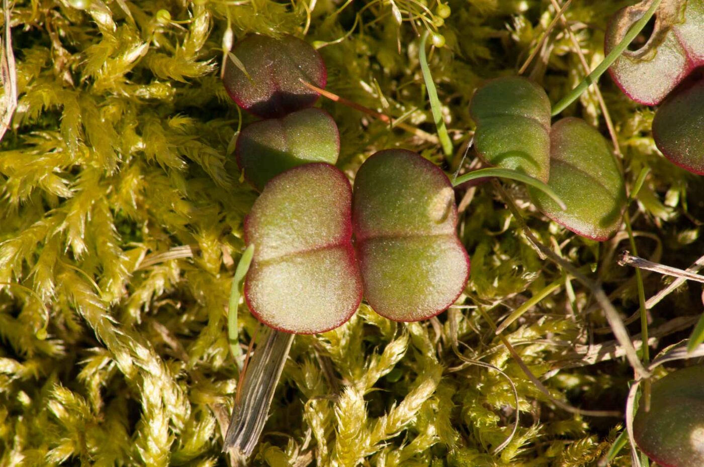 2017-03-25 - NSG Brandheide Recklinghausen