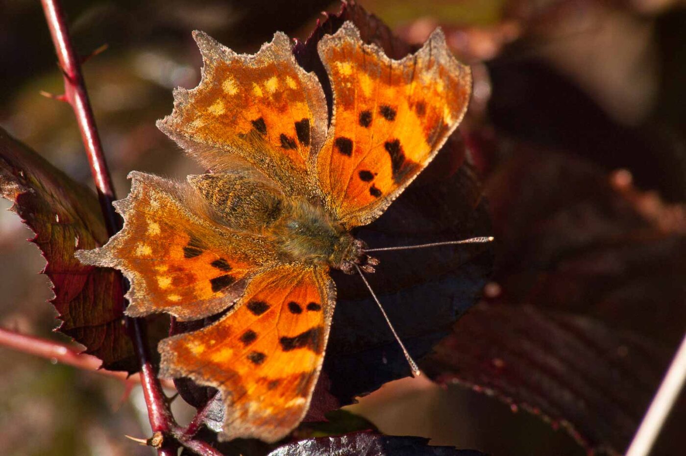 2017-03-25 - NSG Brandheide Recklinghausen