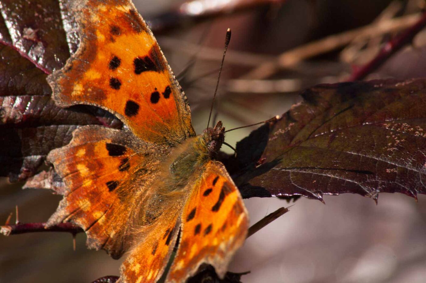 2017-03-25 - NSG Brandheide Recklinghausen