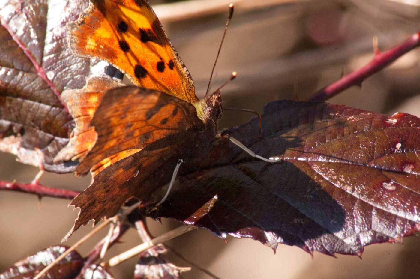 2017-03-25 - NSG Brandheide Recklinghausen