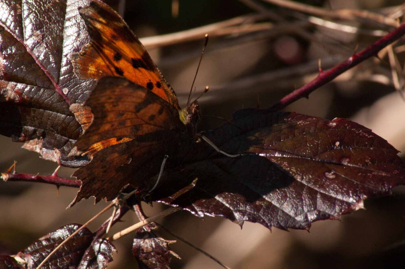 2017-03-25 - NSG Brandheide Recklinghausen