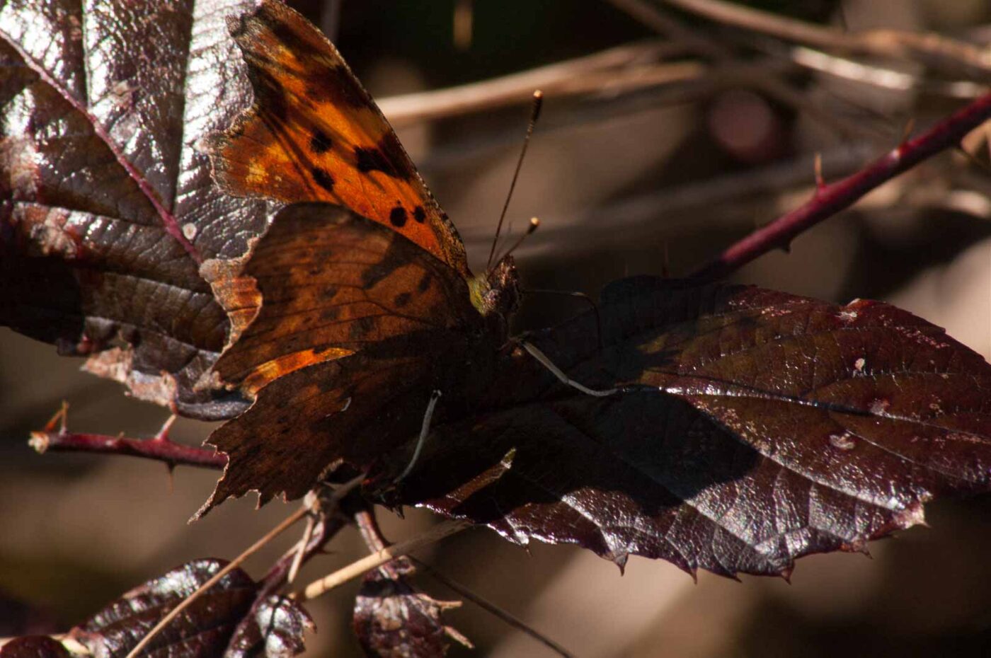 2017-03-25 - NSG Brandheide Recklinghausen