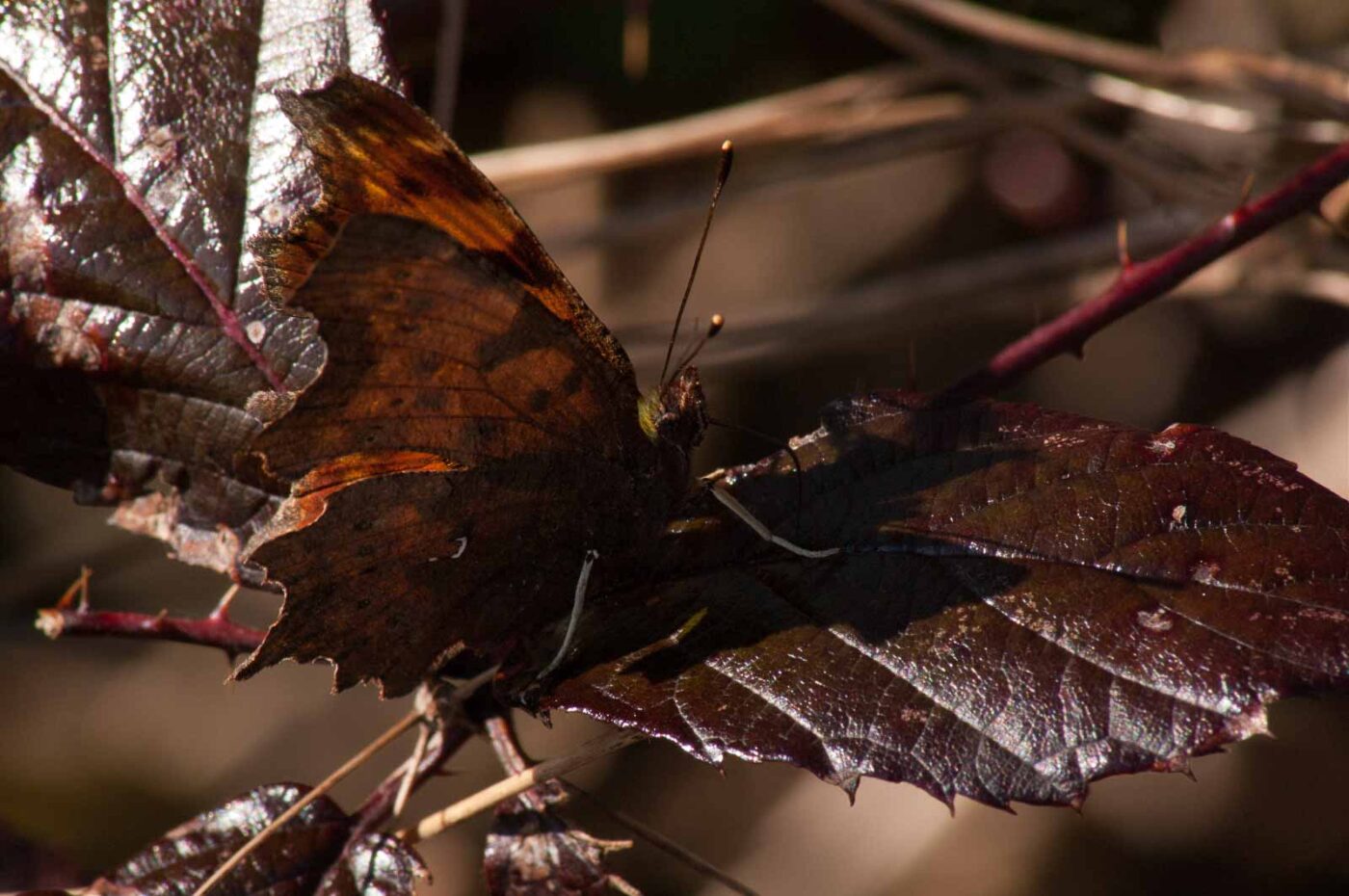 2017-03-25 - NSG Brandheide Recklinghausen