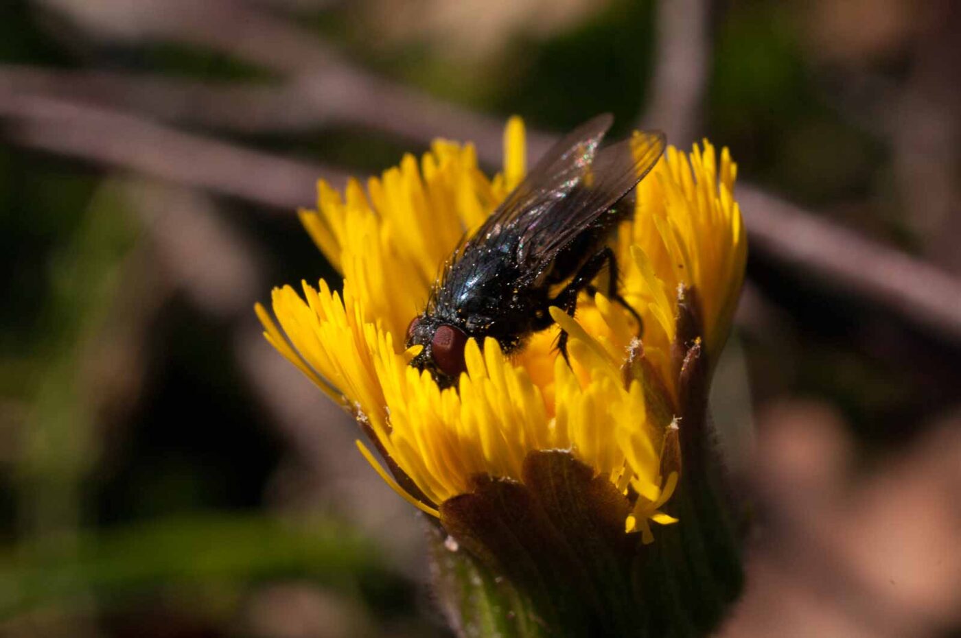 2017-03-25 - NSG Brandheide Recklinghausen