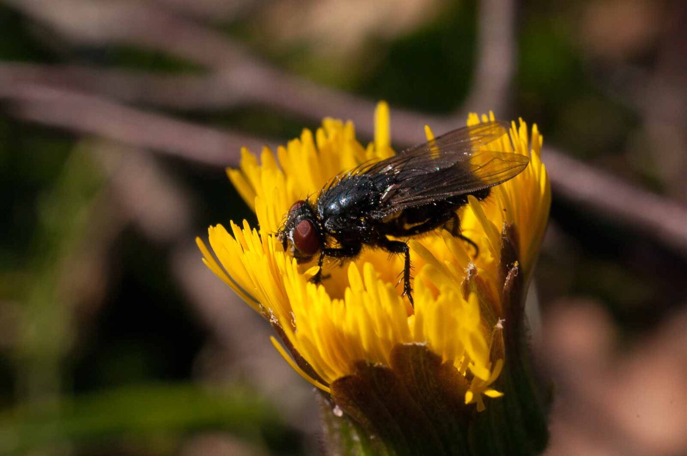 2017-03-25 - NSG Brandheide Recklinghausen