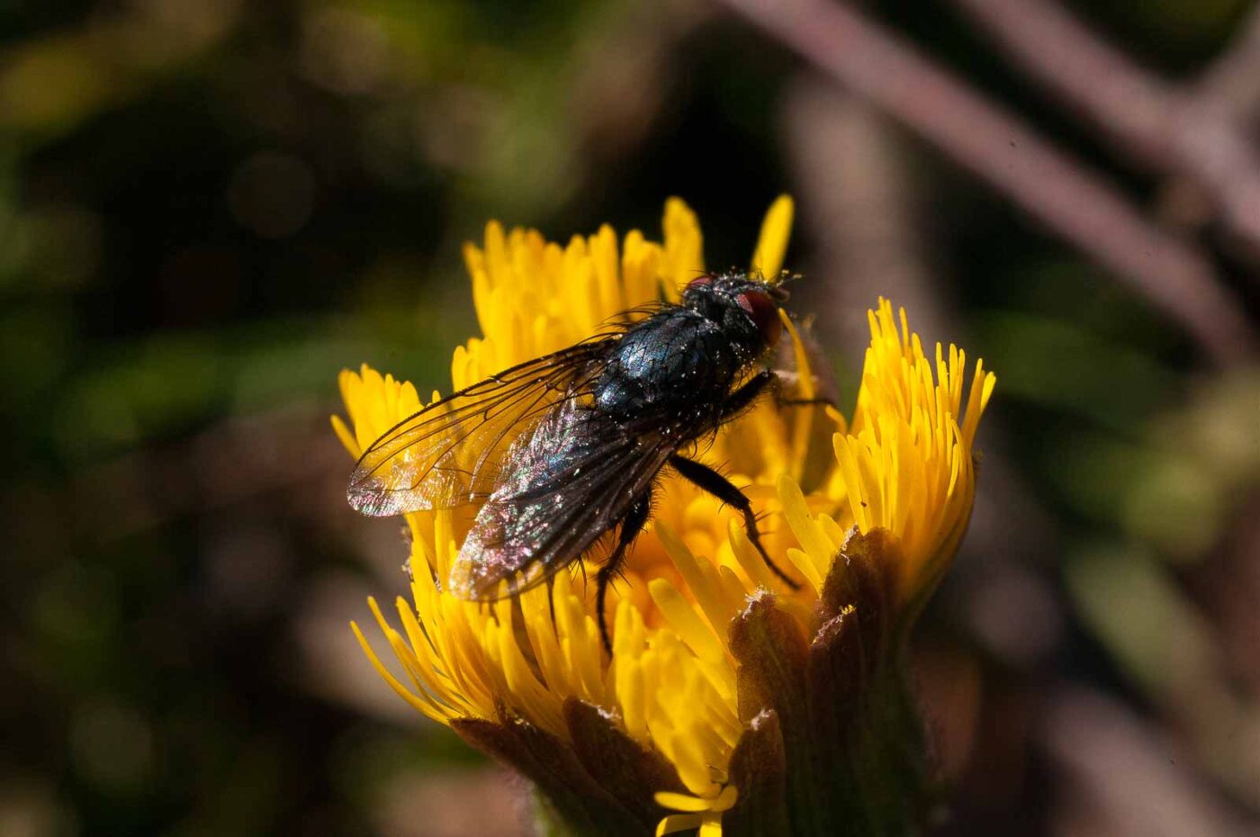 2017-03-25 - NSG Brandheide Recklinghausen