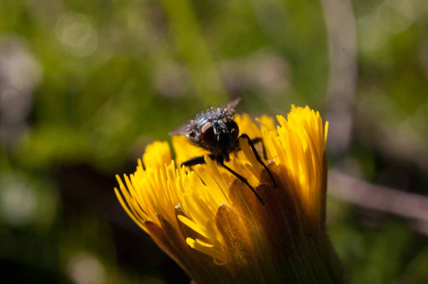 2017-03-25 - NSG Brandheide Recklinghausen