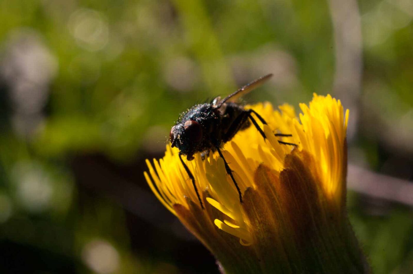 2017-03-25 - NSG Brandheide Recklinghausen