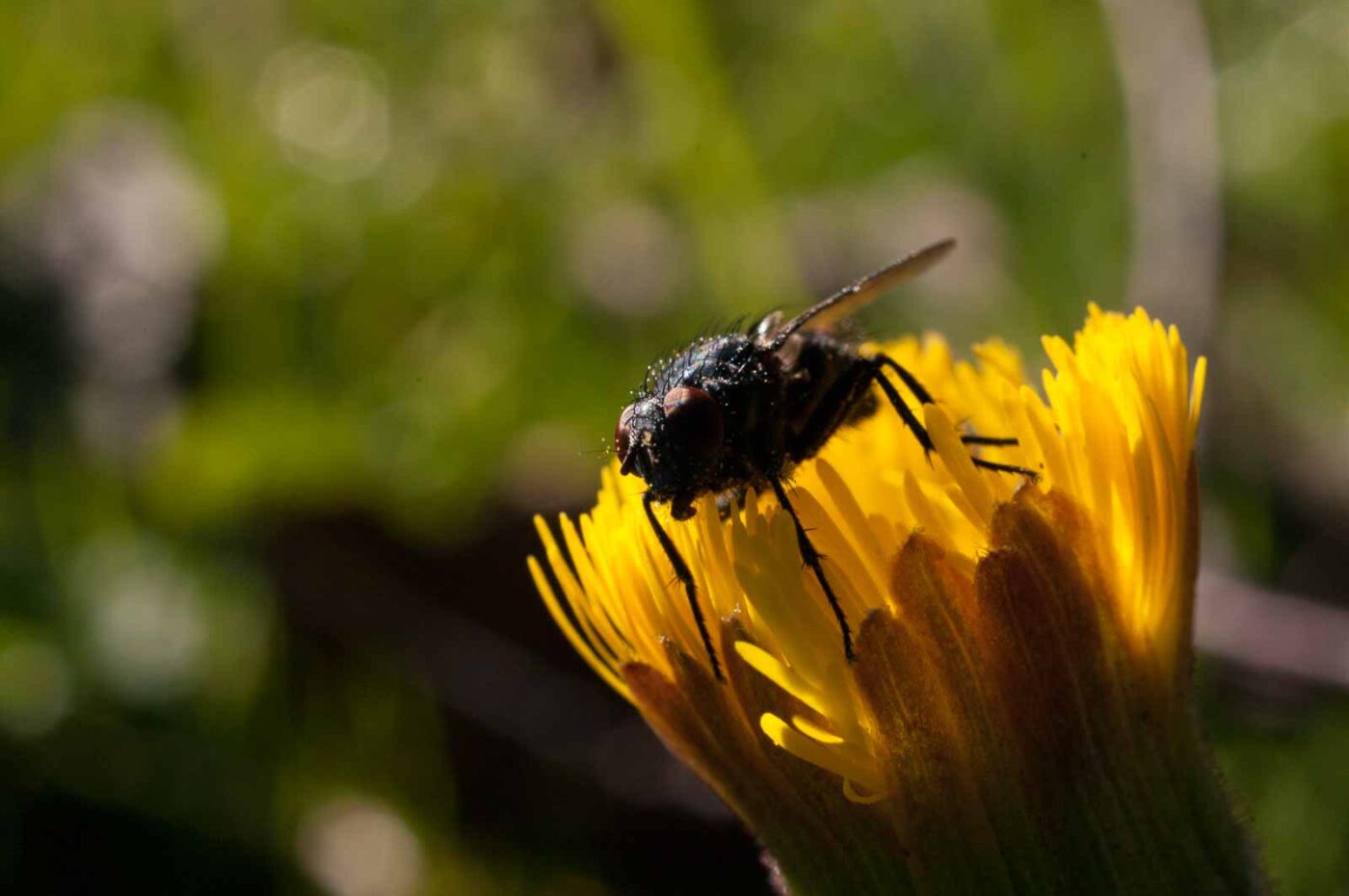 2017-03-25 - NSG Brandheide Recklinghausen