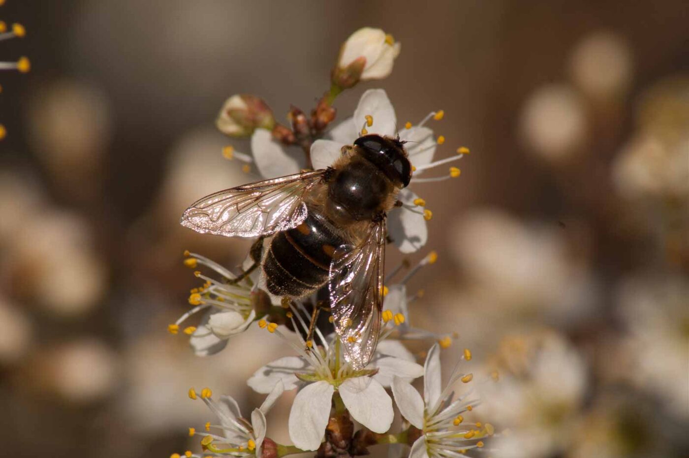 2017-03-25 - NSG Brandheide Recklinghausen