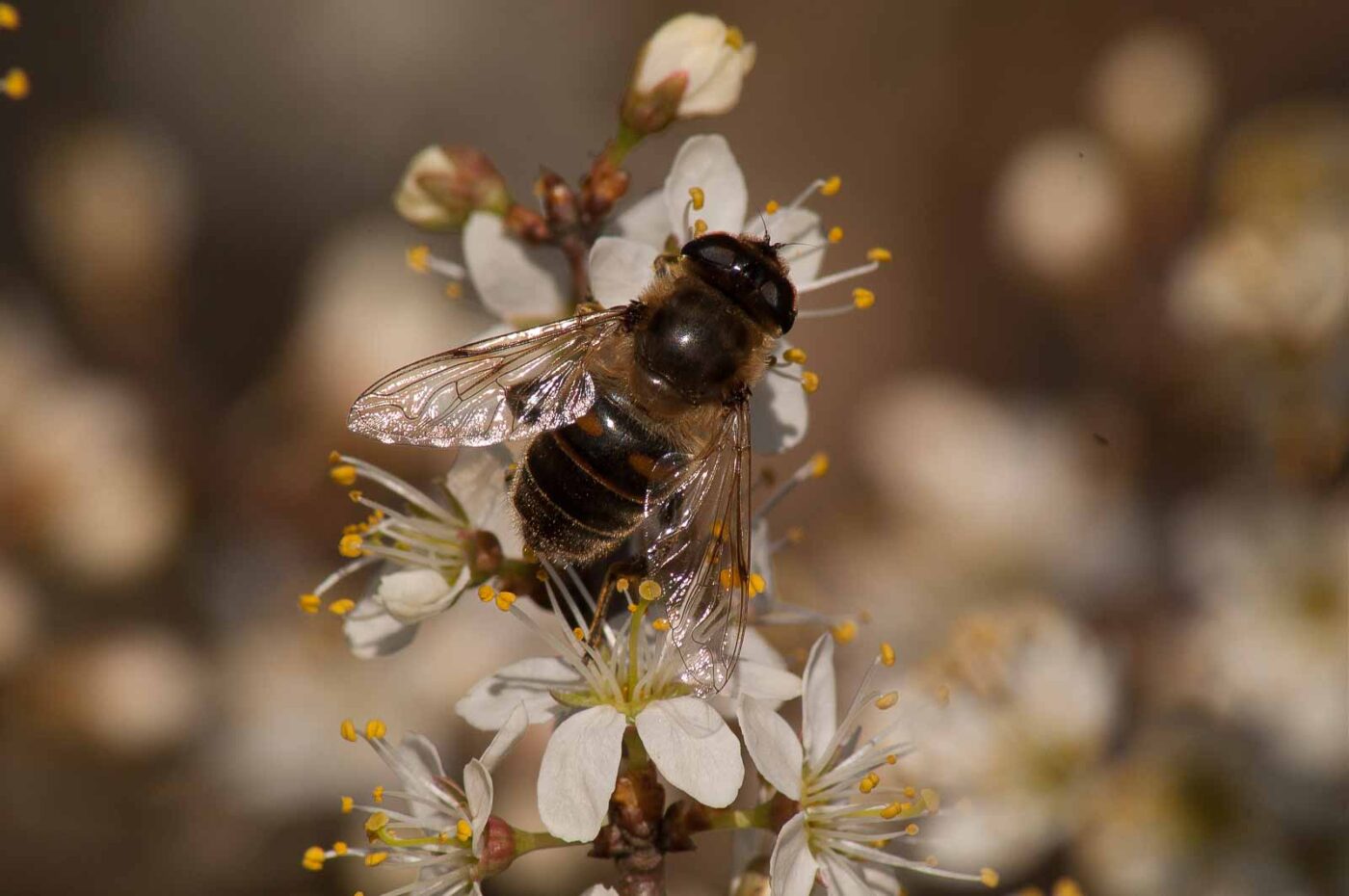 2017-03-25 - NSG Brandheide Recklinghausen