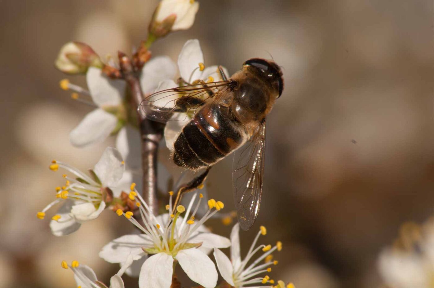 2017-03-25 - NSG Brandheide Recklinghausen