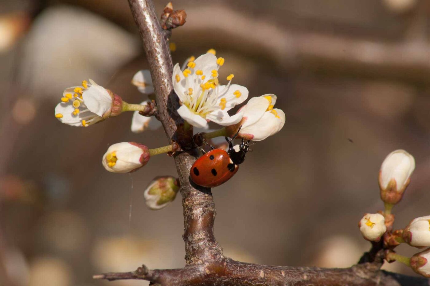 2017-03-25 - NSG Brandheide Recklinghausen