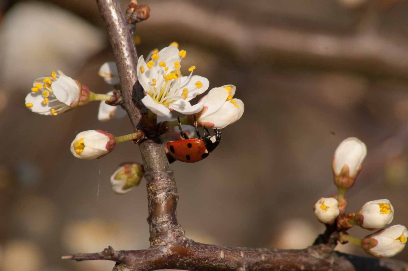 2017-03-25 - NSG Brandheide Recklinghausen