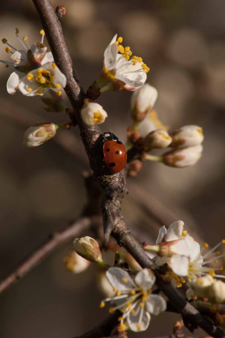 2017-03-25 - NSG Brandheide Recklinghausen