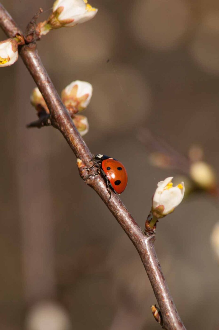 2017-03-25 - NSG Brandheide Recklinghausen