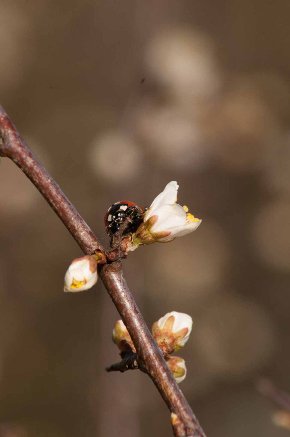 2017-03-25 - NSG Brandheide Recklinghausen