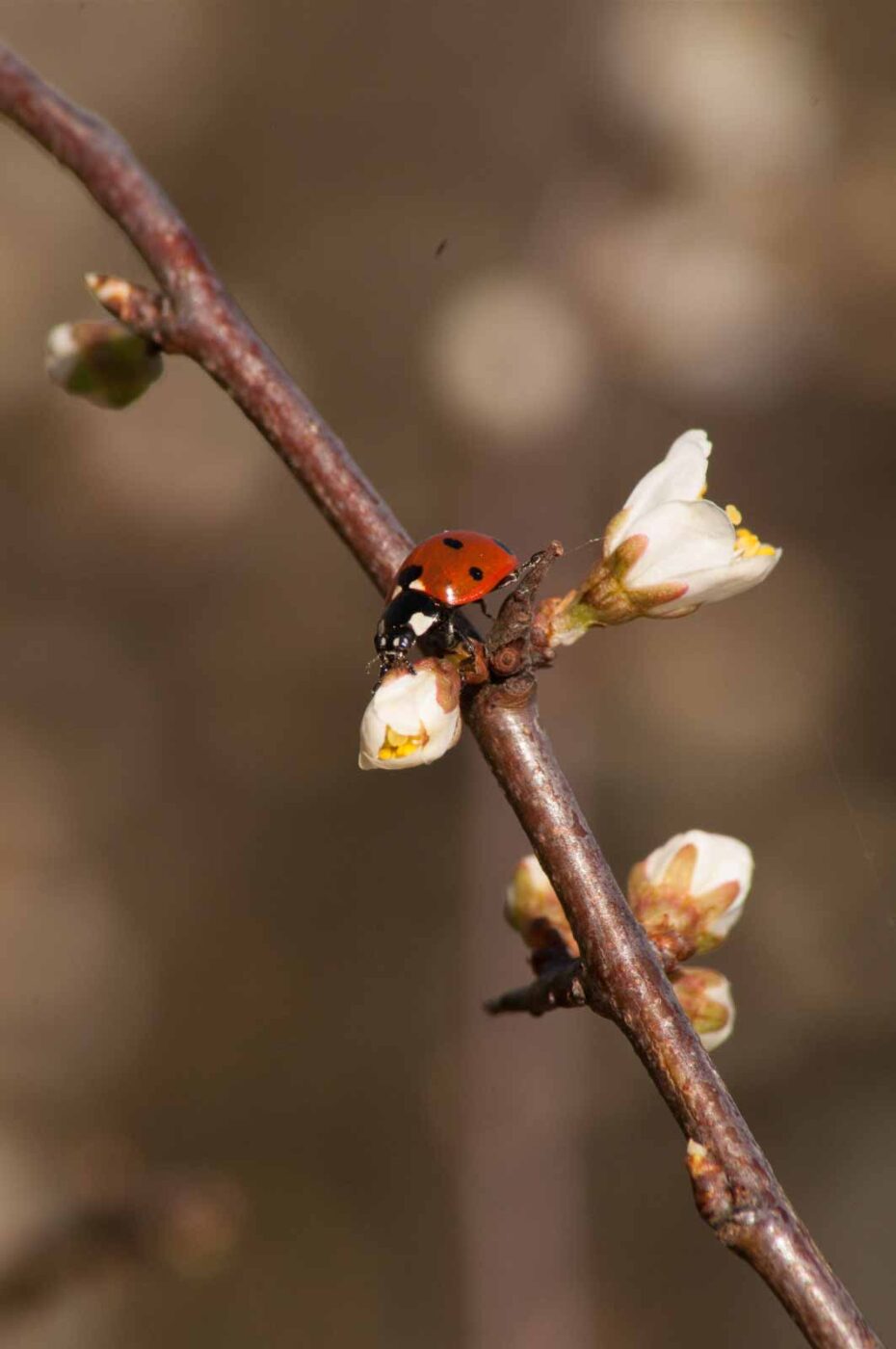 2017-03-25 - NSG Brandheide Recklinghausen