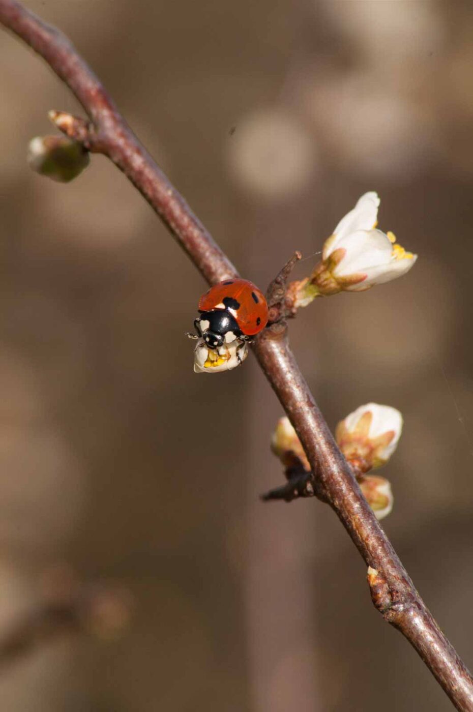 2017-03-25 - NSG Brandheide Recklinghausen