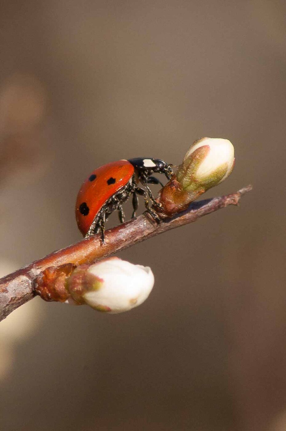 2017-03-25 - NSG Brandheide Recklinghausen