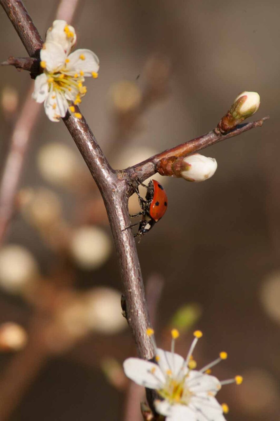 2017-03-25 - NSG Brandheide Recklinghausen
