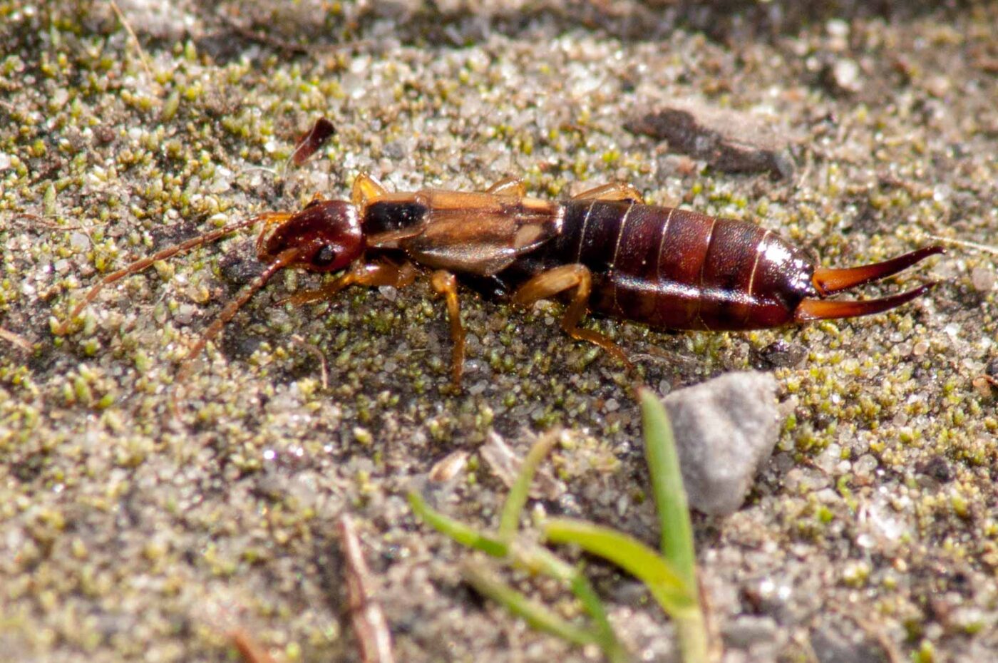 2017-03-25 - NSG Brandheide Recklinghausen