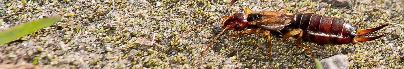 2017-03-25 - NSG Brandheide Recklinghausen