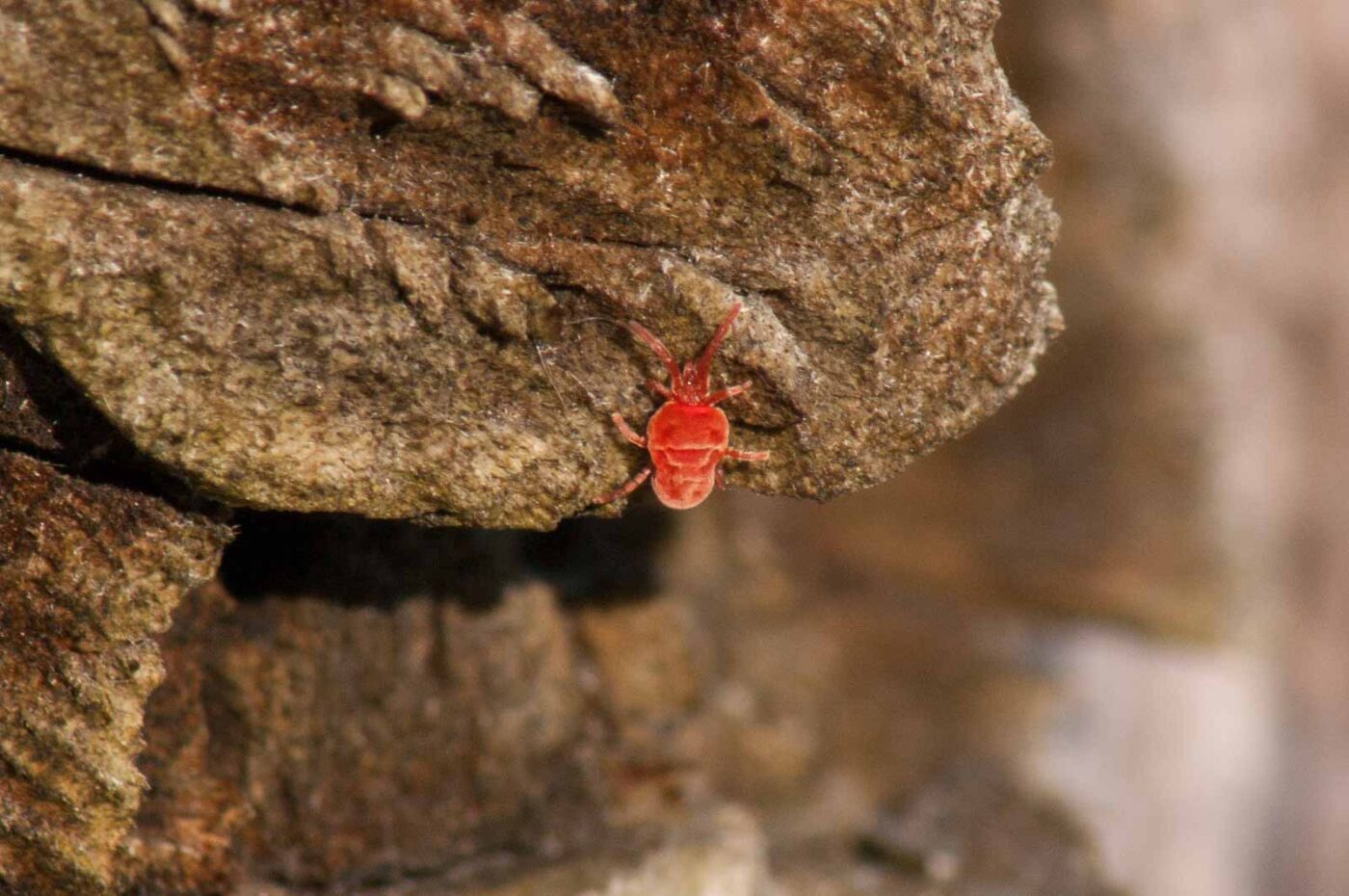 2017-03-25 - NSG Brandheide Recklinghausen