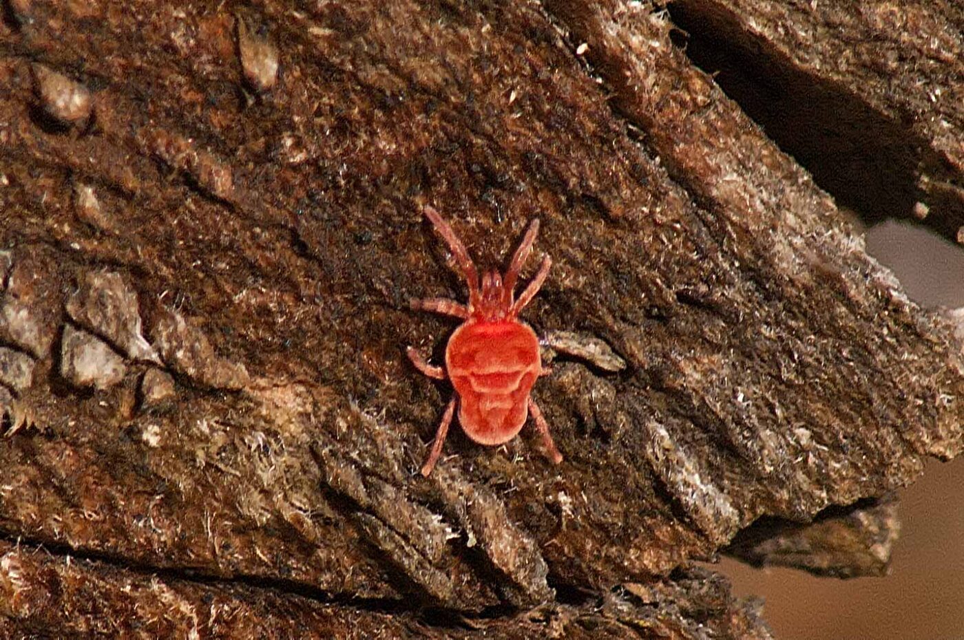 2017-03-25 - NSG Brandheide Recklinghausen