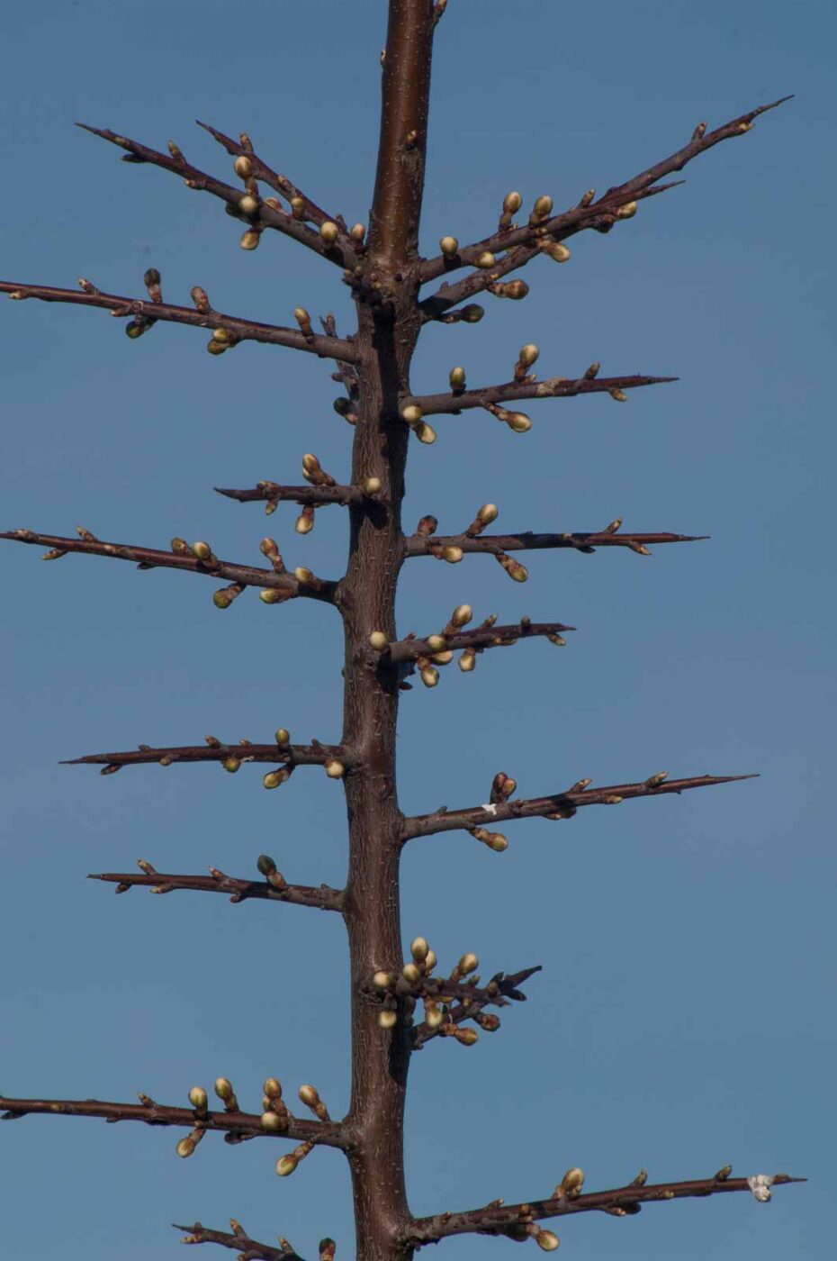 2017-03-25 - NSG Brandheide Recklinghausen