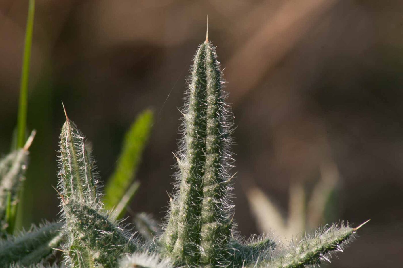 2017-03-25 - NSG Brandheide Recklinghausen