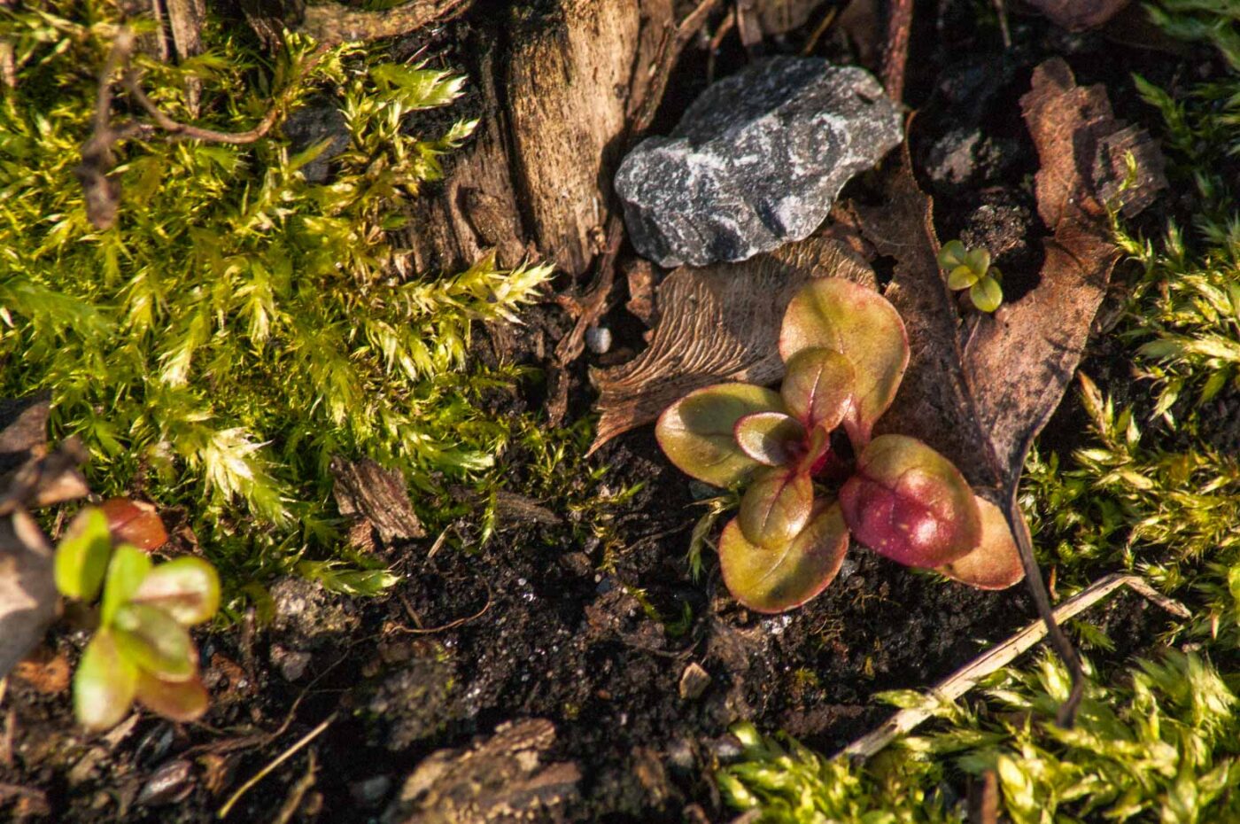 2017-03-25 - NSG Brandheide Recklinghausen