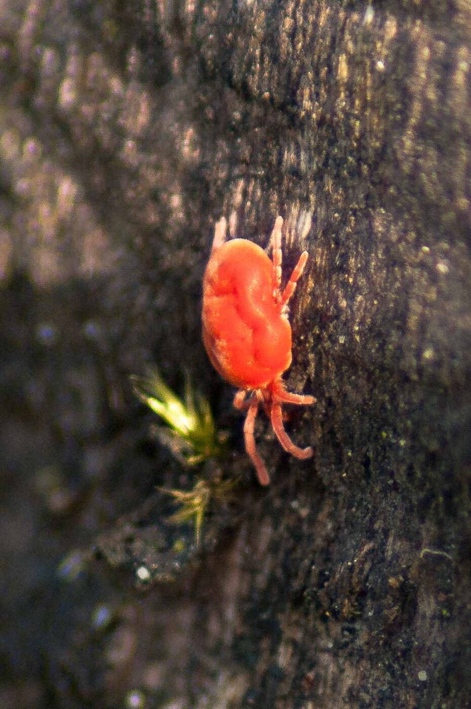 2017-03-25 - NSG Brandheide Recklinghausen