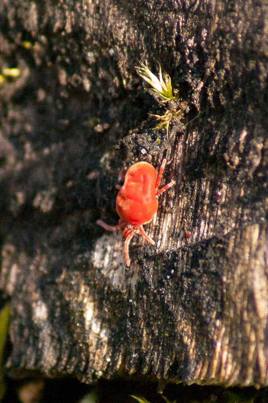 2017-03-25 - NSG Brandheide Recklinghausen
