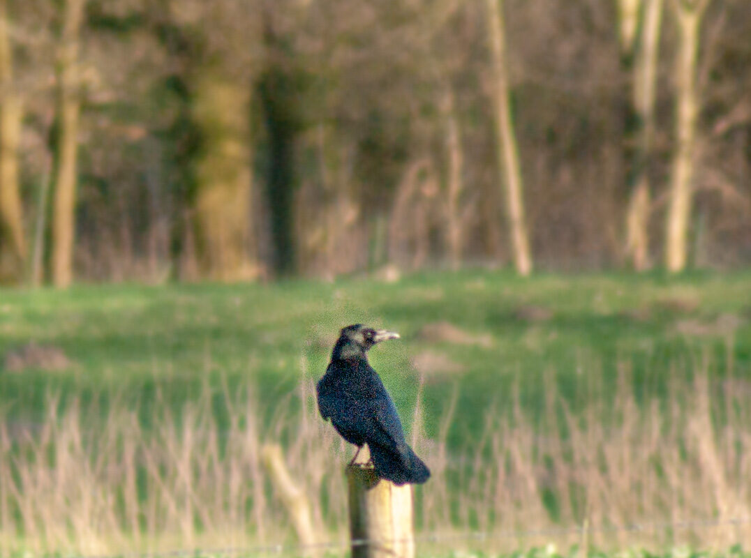 °corvus°